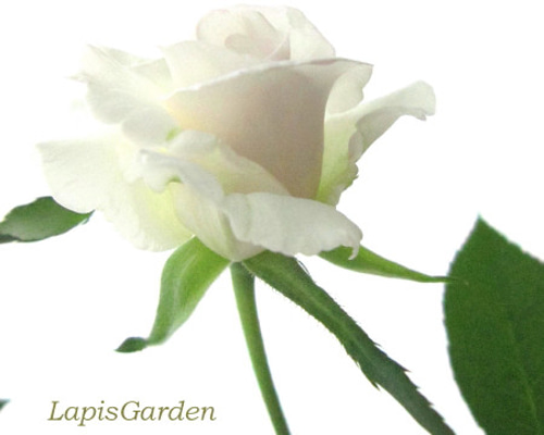 レア‼️ 切り花品種 薔薇 切り花品種バラ苗 レアバラ 1歳 NORTHANGER ABBE♡ Rose 1803
