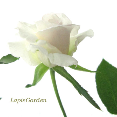 レア切花品種・薔薇☆白〜淡ベージュ色の気品あるバラ☆4号 レア切花品種・薔薇☆白〜淡ベージュ色の気品あるバラ☆4号