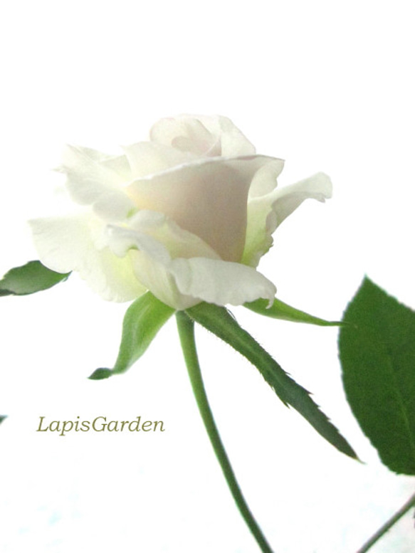 レア‼️ 切り花品種 薔薇 レア切花品種・薔薇☆白〜淡ベージュ色の気品あるバラ☆4号