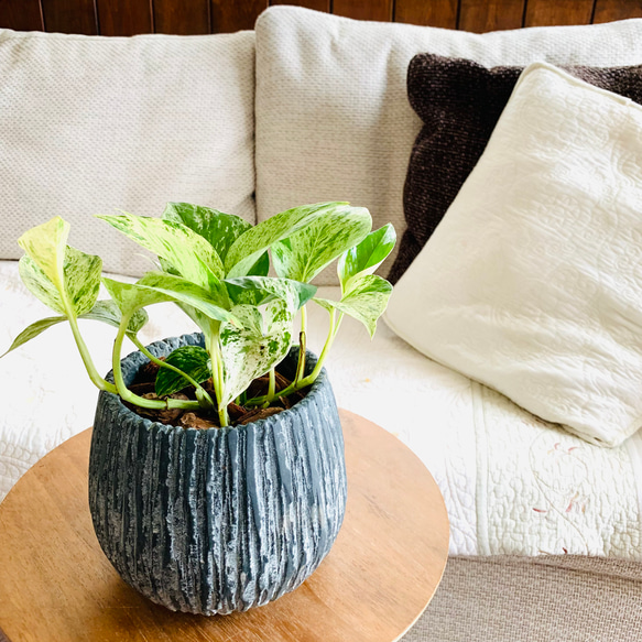 ポトス 青白い花柄の陶器鉢 ポトス 青白い花柄の陶器鉢 観葉植物