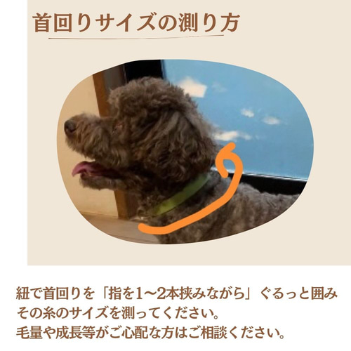 リボン付き ステッチが可愛い 猫・犬用 本革首輪 迷子札つきで安心