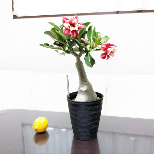 送料無料】【お値下げ】砂漠のバラ アデニウム 塊根植物 多肉植物