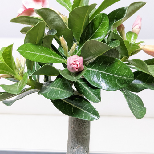 K*K様 アデニウム（Aラベル） 大株 塊根植物 砂漠のバラ 多肉植物 K*K