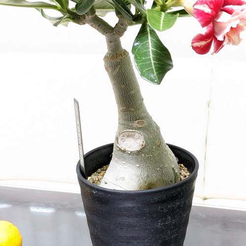 送料無料】【お値下げ】砂漠のバラ アデニウム 塊根植物 多肉