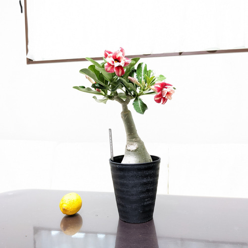 K*K様 アデニウム（Aラベル）　大株　塊根植物　砂漠のバラ　多肉植物 61tdiueRNbL._UF350,350_QL80_.jpg