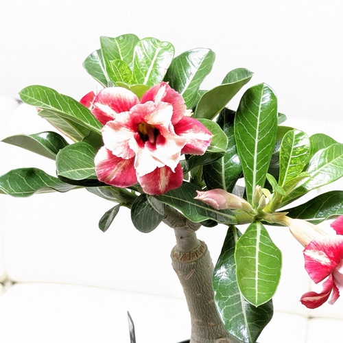 送料無料】【お値下げ】砂漠のバラ アデニウム 塊根植物 多肉