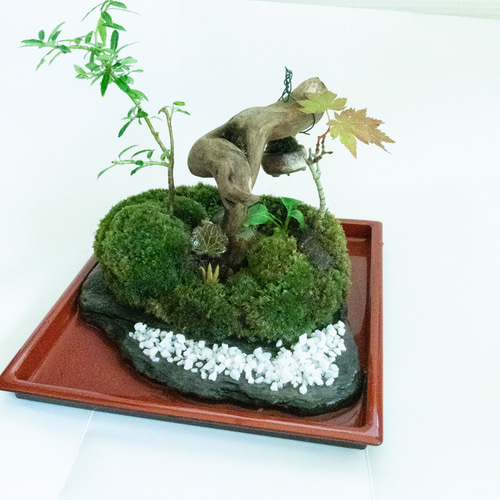 苔 苔島 苔盆景 苔テラリウム 苔盆栽 苔庭 曲木ノ芯 一輪挿し・花瓶