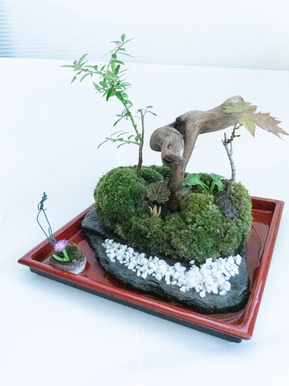 盆景セット　盆景道具　時代物　木棚　盆栽道具 苔 苔島 苔盆景 苔テラリウム 苔盆栽 苔庭 曲木ノ芯 一輪挿し