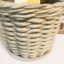 【完売御礼】フランスゴムノキ　ルビギノーサ　曲がり　観葉植物　陶器鉢受皿付き　 14枚目の画像