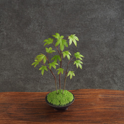 粘土盆栽】ミニ盆栽 青もみじ イロハモミジ寄せ植え もみじ モミジ