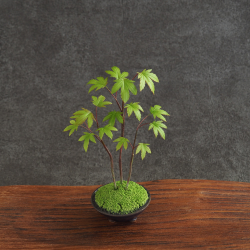 モミジ 盆栽 中型 青色鉢