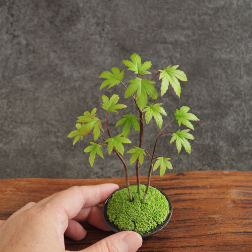 イロハモミジ 盆栽 イロハモミジ盆栽 もみじ bonsai 送料無料 : 盆栽ショップ