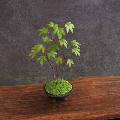 粘土盆栽】ミニ盆栽 青もみじ イロハモミジ寄せ植え もみじ