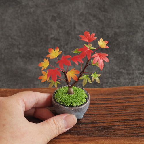【御朱印巡り♡♡】秋の風情☆美しきイロハモミジと南天の苔盆栽 盆栽鉢付き 1627vspring.jpg