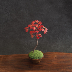 【御朱印巡り♡♡】秋の風情☆美しきイロハモミジと南天の苔盆栽 盆栽鉢付き 1627vspring.jpg