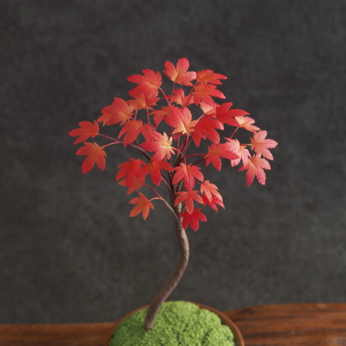 モミジ 盆栽 粘り良し 葉物盆栽 モミジ | 盆栽と山野草の植物店 八百日 ヤオカプランツ