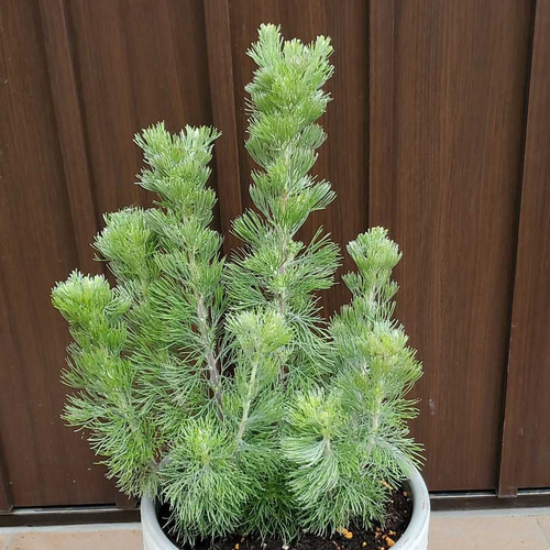 もふもふ可愛い♪アデナンサス ウーリーブッシュ モダン鉢植え 苗 盆栽