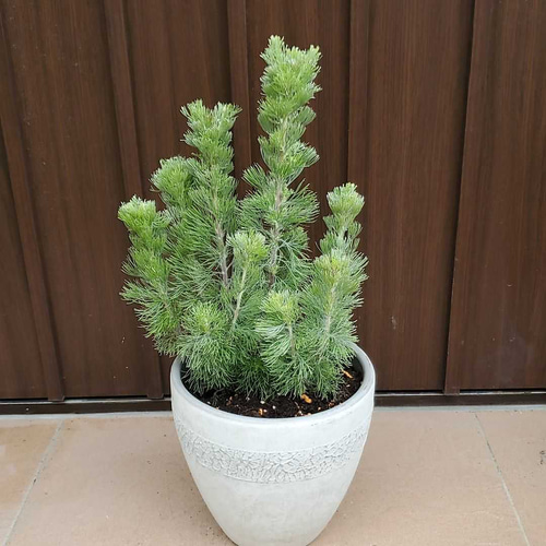 もふもふ可愛い♪アデナンサス ウーリーブッシュ モダン鉢植え 苗 盆栽