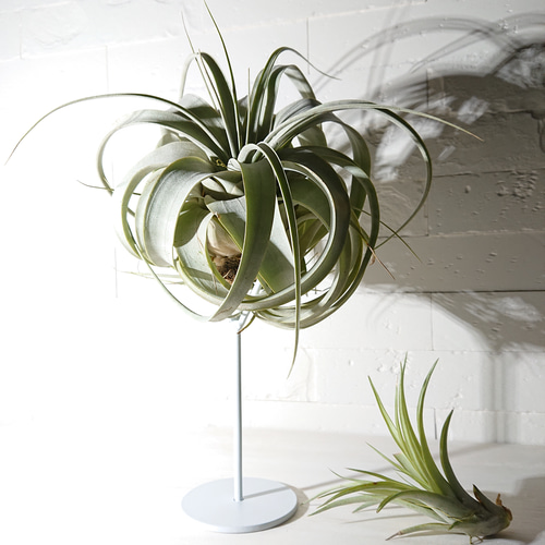 ○数量限定○ 希少 銀葉”チランジア キセログラフィカ アイアン