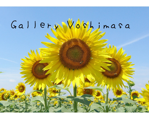笑顔 「ひまわり」 「花のある暮らし」 2L判サイズ光沢写真横 写真のみ