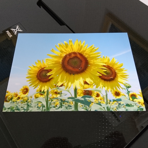 笑顔 「ひまわり」 「花のある暮らし」 2L判サイズ光沢写真横 写真のみ