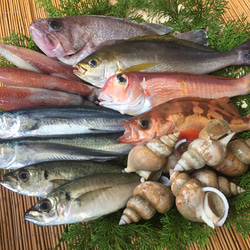 New!◆おまかせ鮮魚◆3000円～日本海のとれたて鮮魚が新鮮なまま＆下ごしらえ済で届きます♪ 4枚目の画像