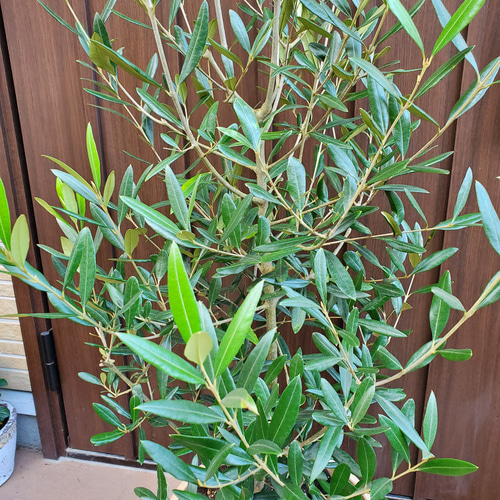 オリーブの木　ひなかぜ　ポット苗　大苗　シンボルツリー オリーブの木 ひなかぜ ポット苗 大苗 シンボルツリー オリーブ