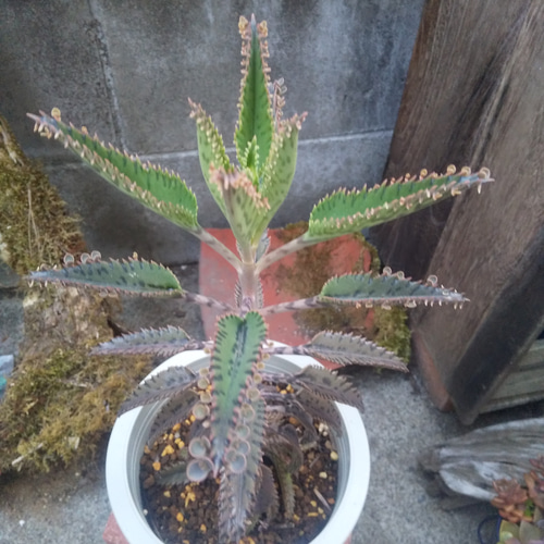 多肉植物 不死鳥 抜き苗 3本 多肉植物 ミクロ 通販 14290782｜Creema