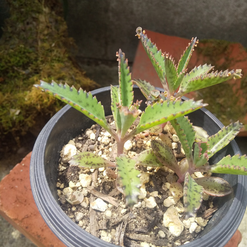 多肉植物 不死鳥 抜き苗 3本 多肉植物 ミクロ 通販 14290782｜Creema