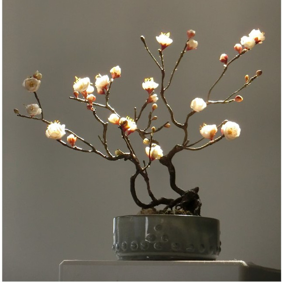 ✿【 SOLD＊OUT 】白梅の盆栽仕立て「雪解けの庭」日本画風鉢花 No.2 ／ 和洋室どちらにも◎ 1枚目の画像