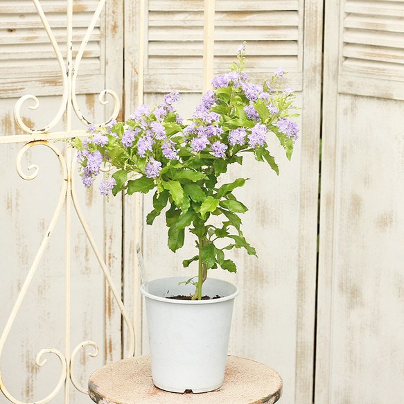 鉢花 デュランタ ときめき 5号 甘い香り 淡い紫 秋までよく咲く 2枚目の画像