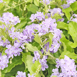 鉢花 デュランタ ときめき 5号 甘い香り 淡い紫 秋までよく咲く 4枚目の画像