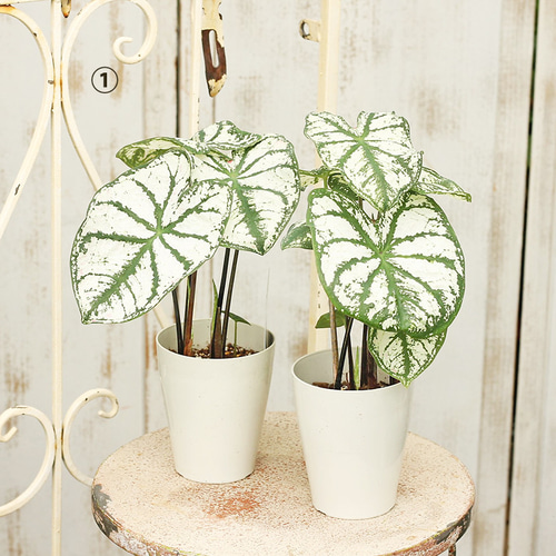 専用です葉色が綺麗 ️カラジューム 5号鉢 植物/観葉植物