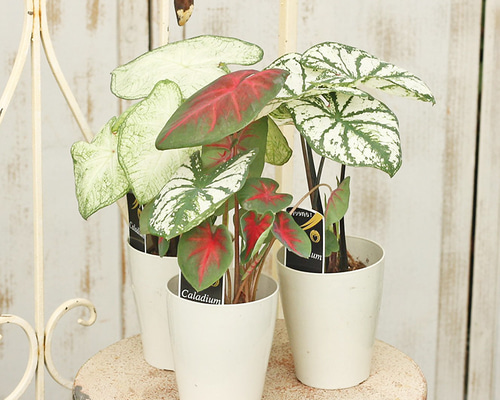 観葉植物 カラジューム 3.5号 カラディウム 斑入り 赤葉 ホワイト