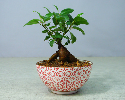 ガジュマル 盆栽 陶器鉢付き(新品) ガジュマル】盆栽仕立て03｜中型｜観葉植物 (陶器鉢付) – hanna
