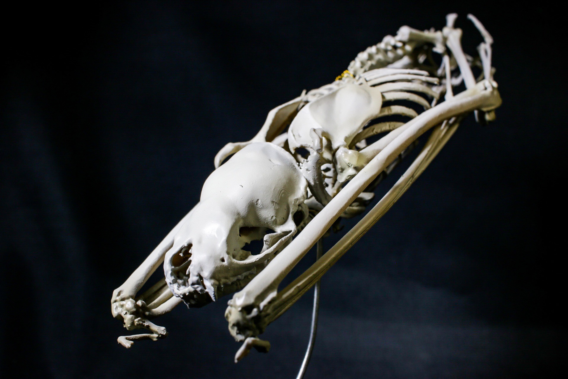 【受注生産】ヒメヒナコウモリ　22㎝拡大全身骨格レプリカ