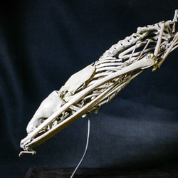【受注生産】ヒメヒナコウモリ　22㎝拡大全身骨格レプリカ 3枚目の画像