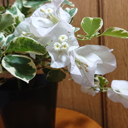 斑入りブーゲンビリア 白花 盆栽 Arty green 通販 14292964｜Creema