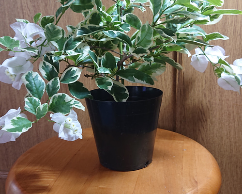 斑入りブーゲンビリア ブーゲンビリア斑入りピンクホワイト No58 らくらくメルカリ便発送