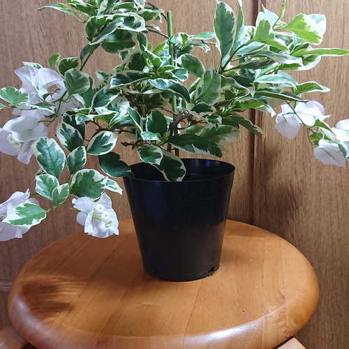 ブーゲンビリア 盆栽育用 No.13 斑入りブーゲンビリア 白花 盆栽