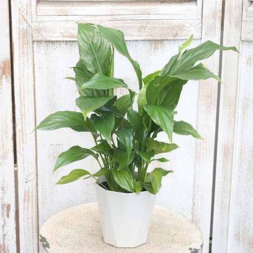 値下げ】観葉植物 スパティフィラム 4号 白い花 開花が長い 日陰