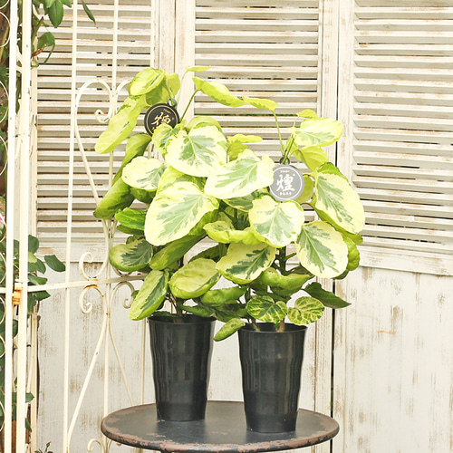 観葉植物 ポリシャス 煌 きめらき 6号 希少品種 インテリアグリーン 丸