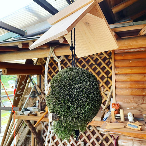 つくりたて杉玉　吉野杉　30センチ　屋根付き つくりたて杉玉 吉野杉 30センチ 屋根付き