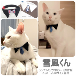 お客さまの愛猫ちゃんギャラリー 3枚目の画像