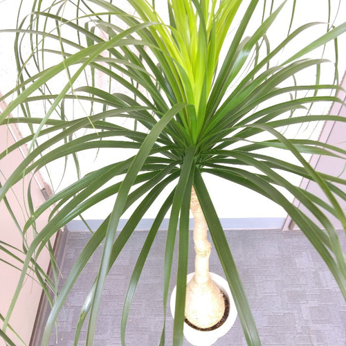 現品】ノリナポニーテール【トックリラン】 7号鉢 高さ127◎大株 樹形