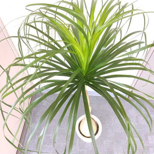 現品】ノリナポニーテール【トックリラン】 7号鉢 高さ127◎大株 樹形