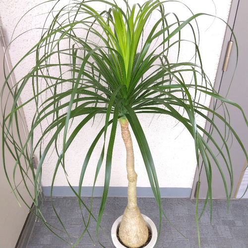 現品】ノリナポニーテール【トックリラン】 7号鉢 高さ127◎大株 樹形