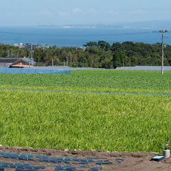 肥前の夢【初恋ほのか】甘酢漬け生姜　100ｇ　長崎県島原産　無添加・無着色　手作り 6枚目の画像