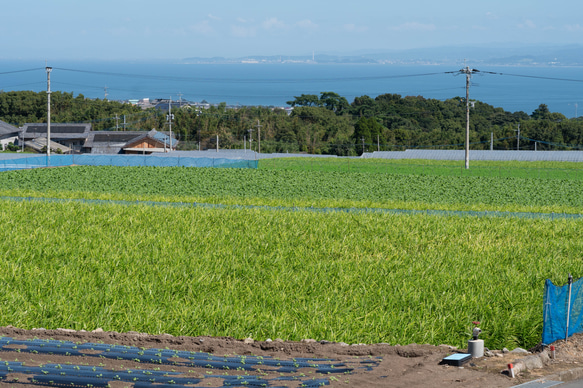 肥前の夢【初恋ほのか】甘酢漬け生姜　♡型150ｇ　 長崎県島原産　無添加・無着色 手作り 10枚目の画像