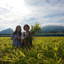 肥前の夢【初恋ほのか】甘酢漬け生姜　♡型150ｇ　 長崎県島原産　無添加・無着色 手作り 12枚目の画像